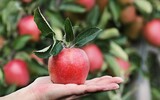 Apfel 1