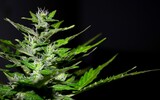 CBD