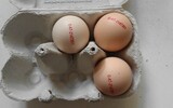 Eier