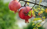 Granatapfel