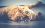 Katze