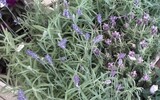 Lavendel