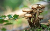 Pilze