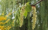 Pollen