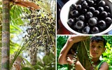 acai
