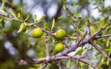 argan oil