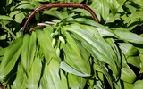 bears garlic 2223191_1920 1