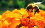 bee 422797_1280