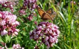 blatt und dorn wiese