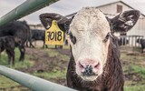 calf 362170_1280