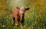 calf 829430_1280