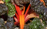 chard 483234_1280