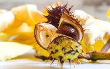 chestnut 1208276_1280