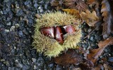 chestnut