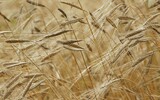 einkorn 586749_1280