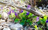 fruehling veilchen 1