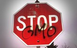gmo 254539