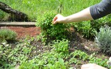 herbs