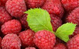 himbeere