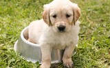 hund ernaehrung richtig