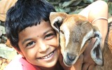 lamb 1137852_1280