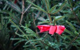 lebender christbaum