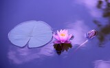lotus 1205631_1280