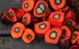 palm oil 1022012_1280