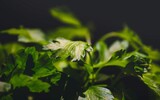 parsley 931808_1280