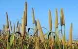 pearl millet 204098_1280