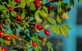 rose hip 219980_1280