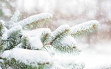 snow in pine tree 1265119_1280