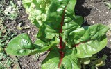 starke Knochen