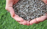 sunflower seed 1213766_1280
