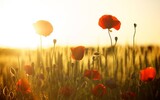 sunset 174276_1280