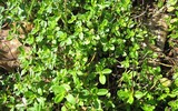 thymus pulegioides 839503_1280
