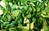 valerianella locusta 884235_1280