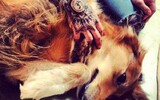 vegane tattoos1