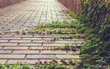veganismus umwelt
